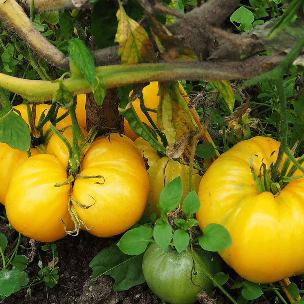 Organic Tomato Yellow Stuffer 8211 Metchosin Farm Seeds