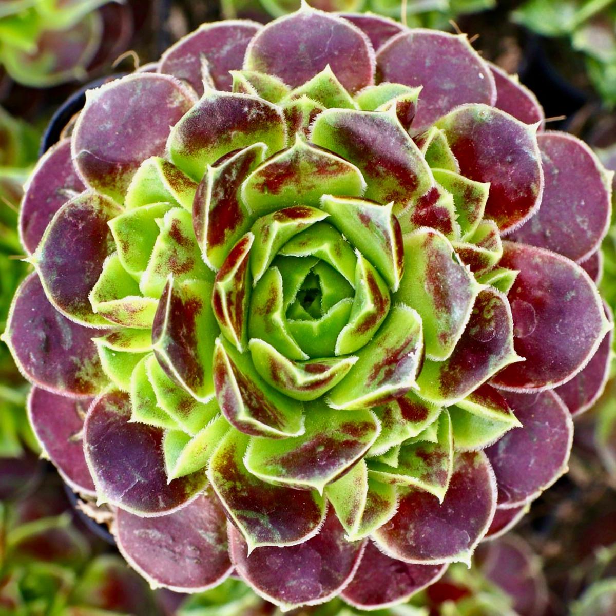 Sempervivum heuffelii SEEDS