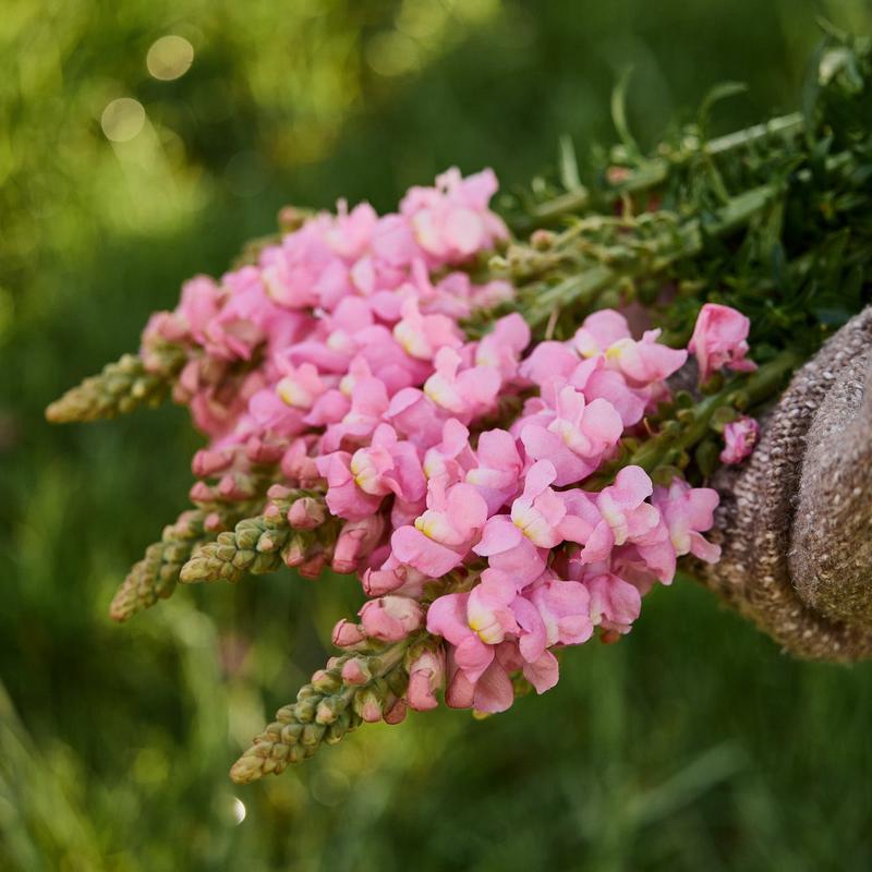 Snapdragon Maryland True Pink Flower | X 50 Seeds