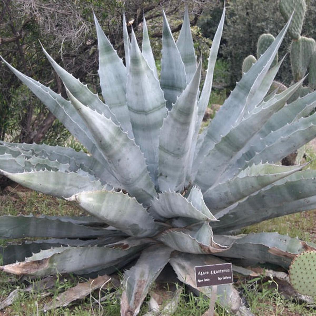 Agave gigantensis SEEDS