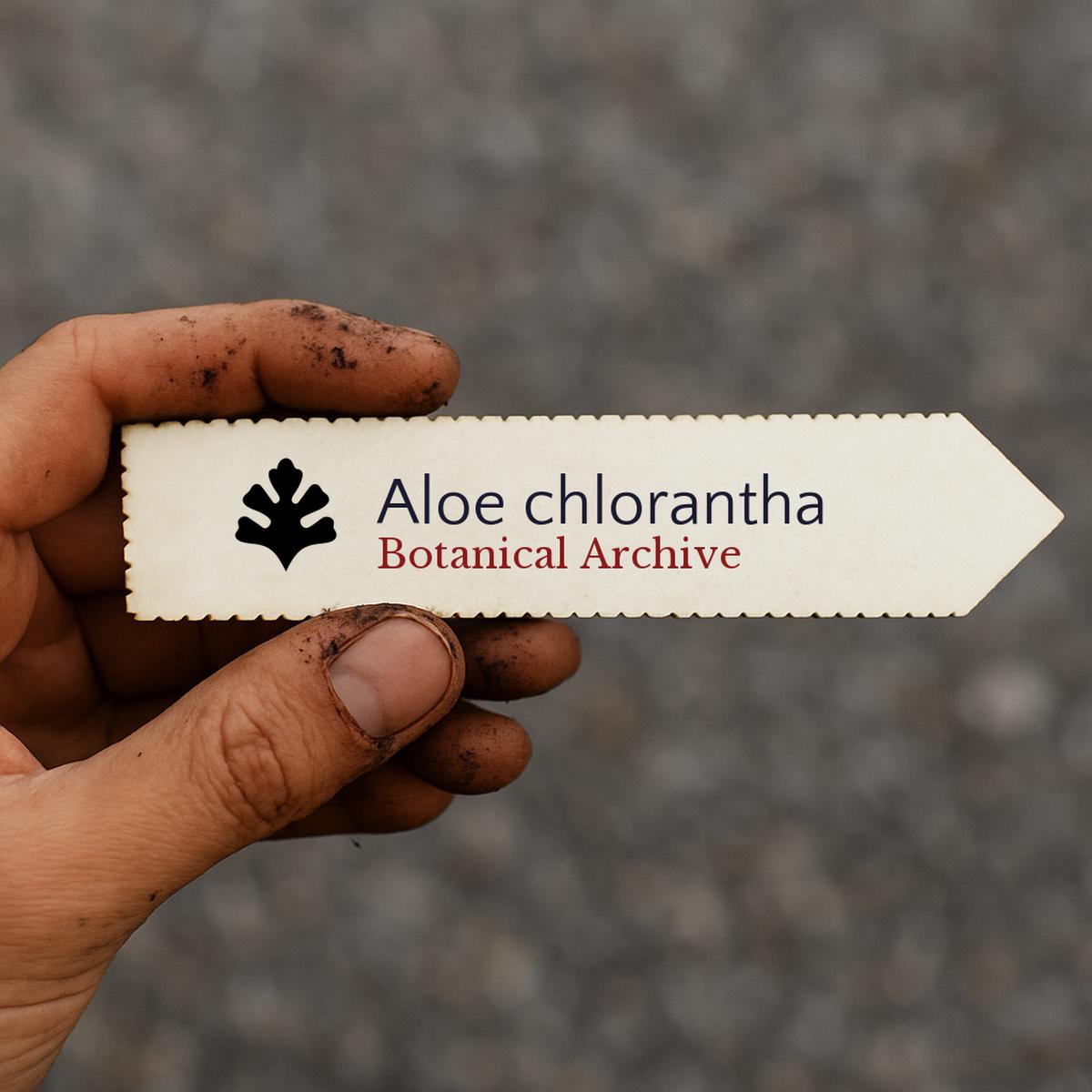 Aloe chlorantha SEEDS