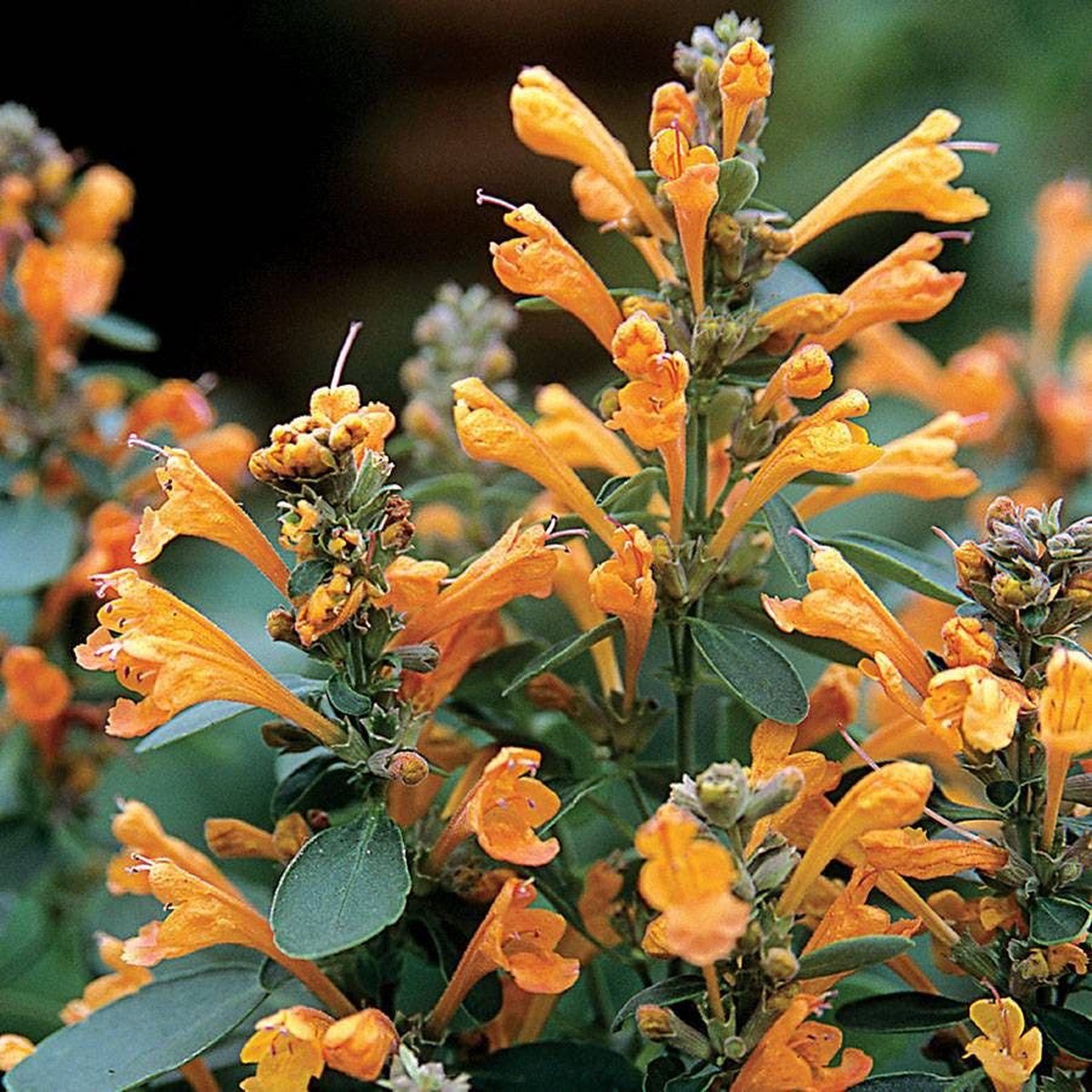 Arizona Sandstone Hyssop Seeds