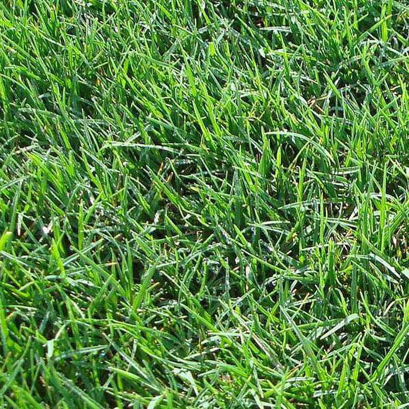 Bermuda Lawn Grass - 250 g seeds