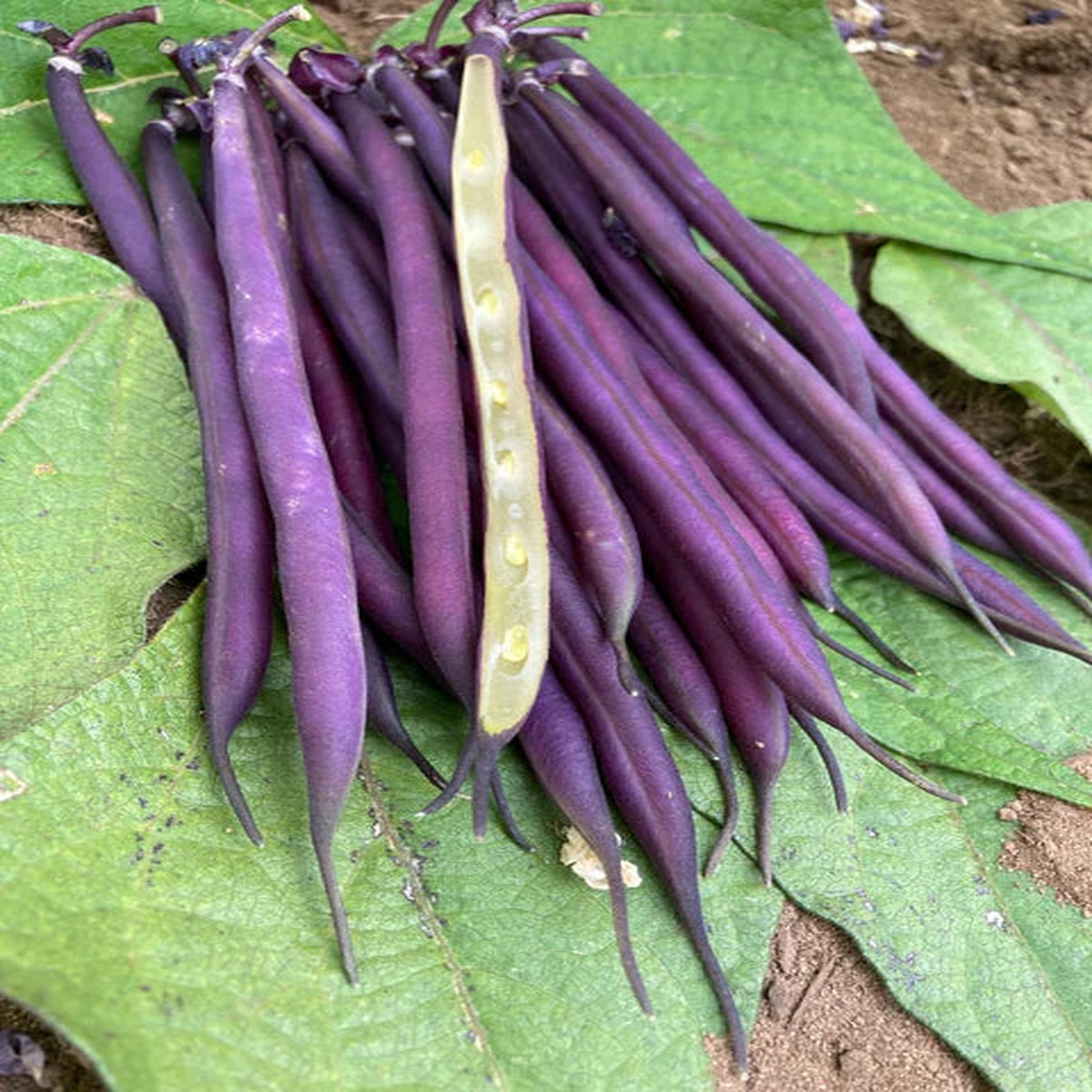 Bush Bean - Celine Organic