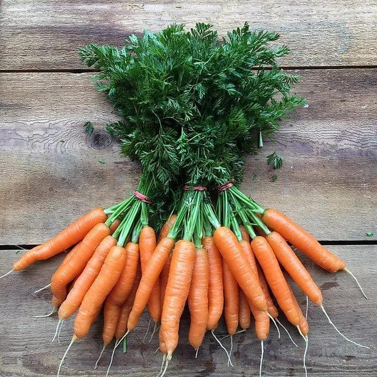 Carrot Scarlet Nantes 8211 Saanich Organics