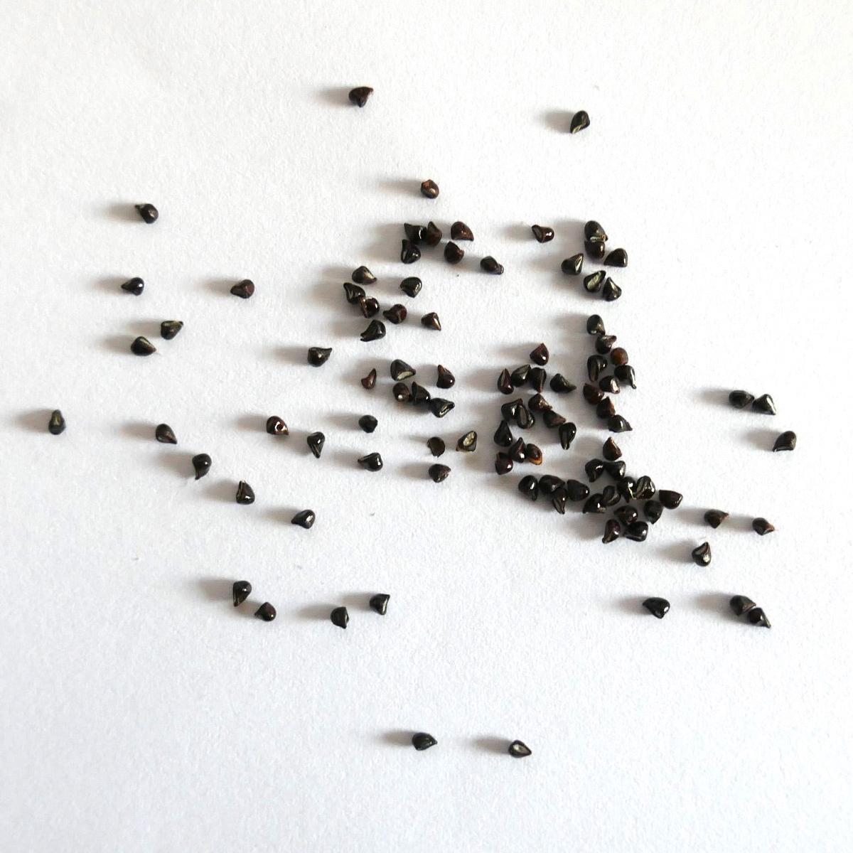 Frailea atrobella VOS322 SEEDS - 100 Seeds