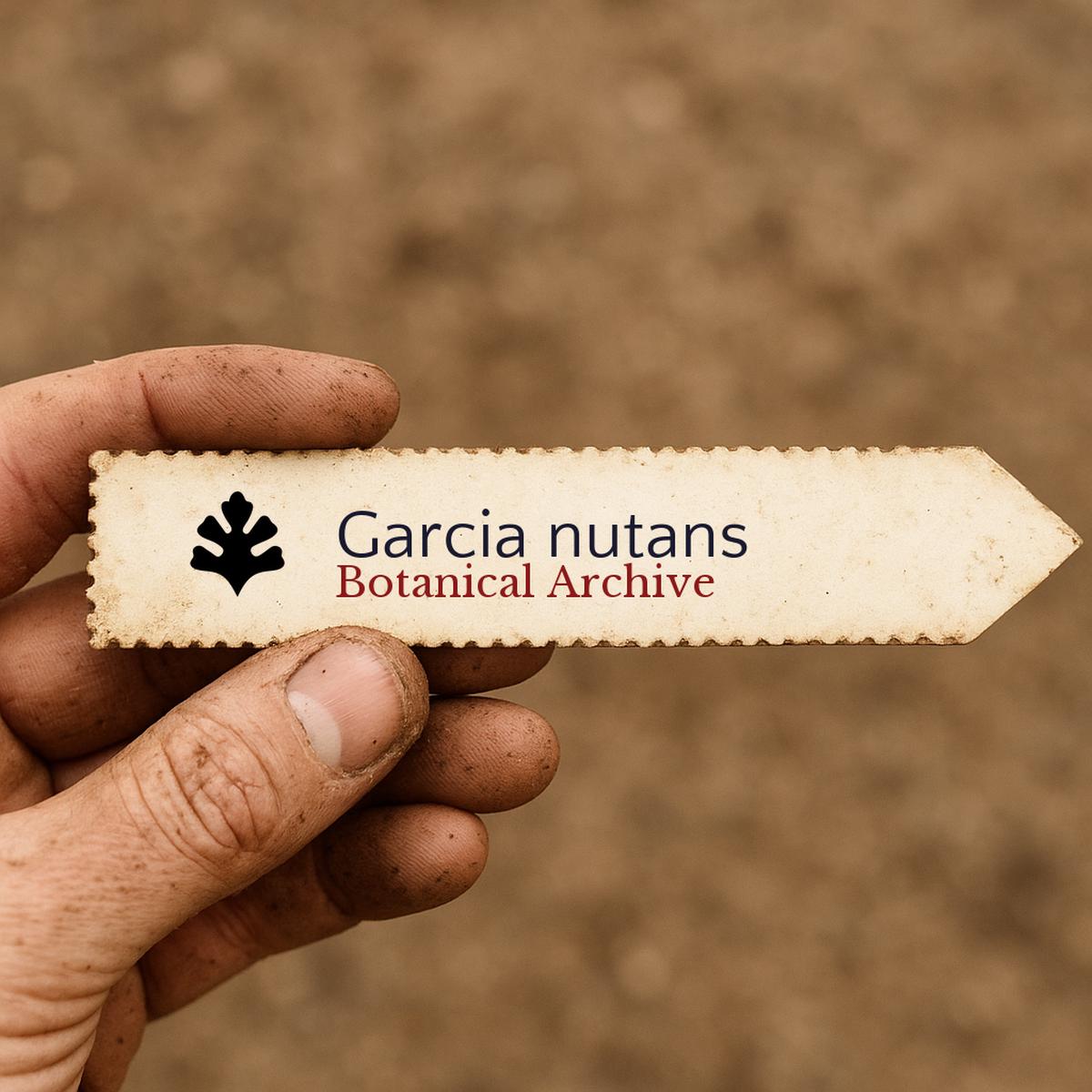 Garcia nutans SEEDS