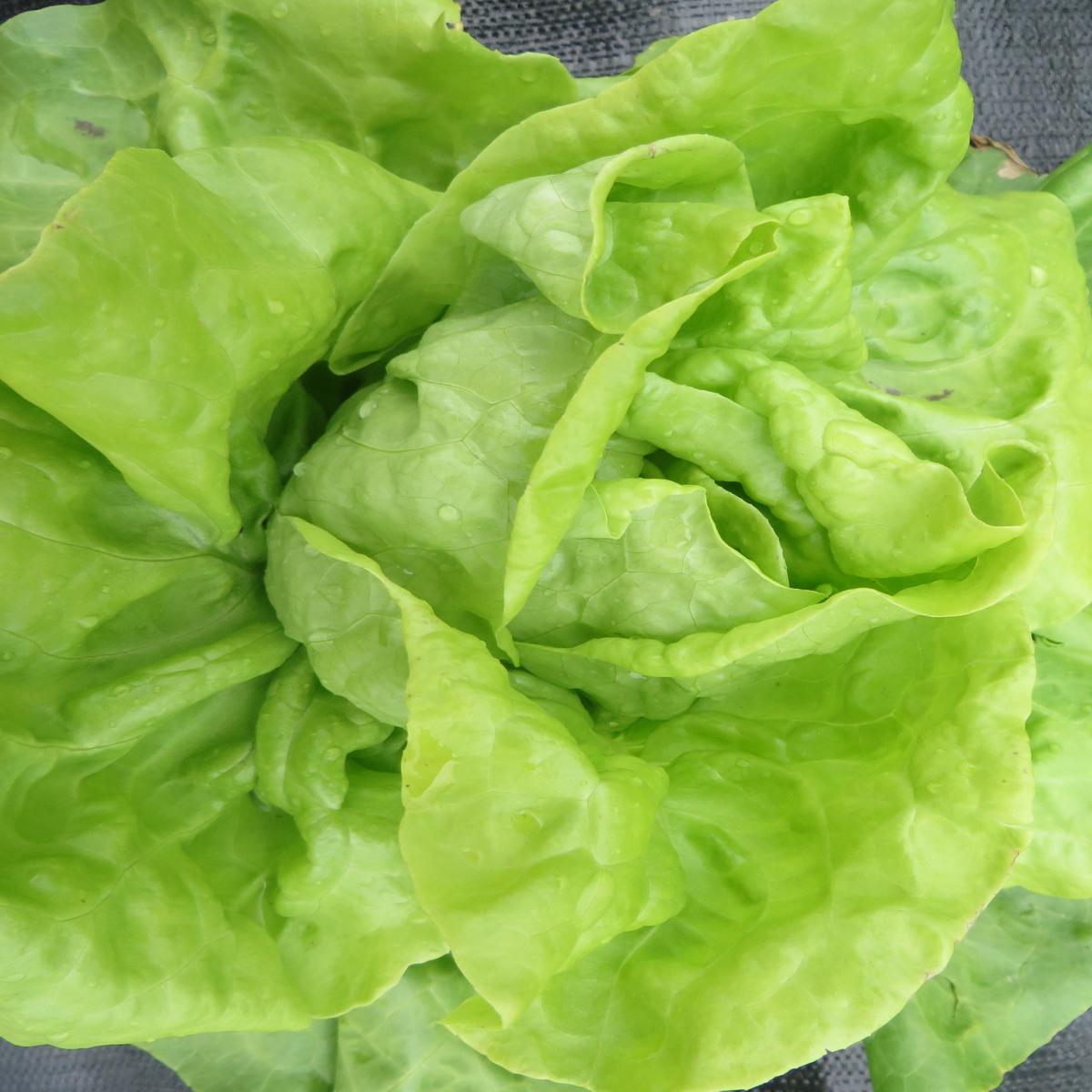 Lettuce, Sonata