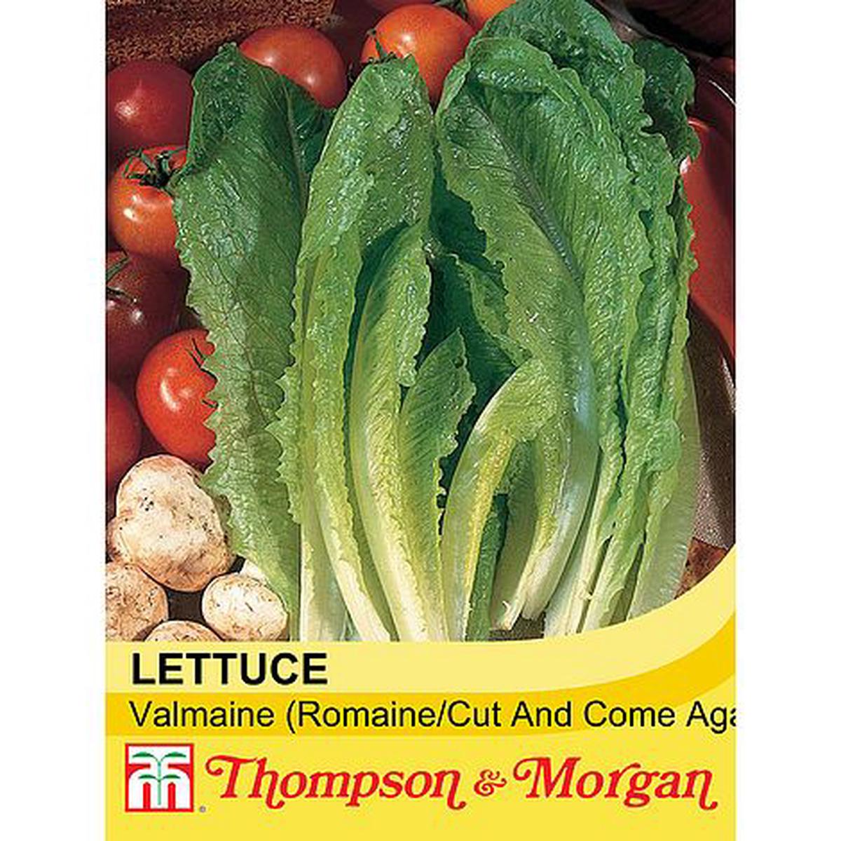 Lettuce Valmaine