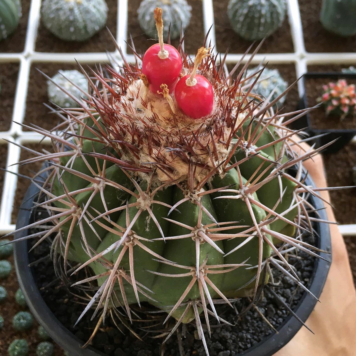 Melocactus guitartii SEEDS