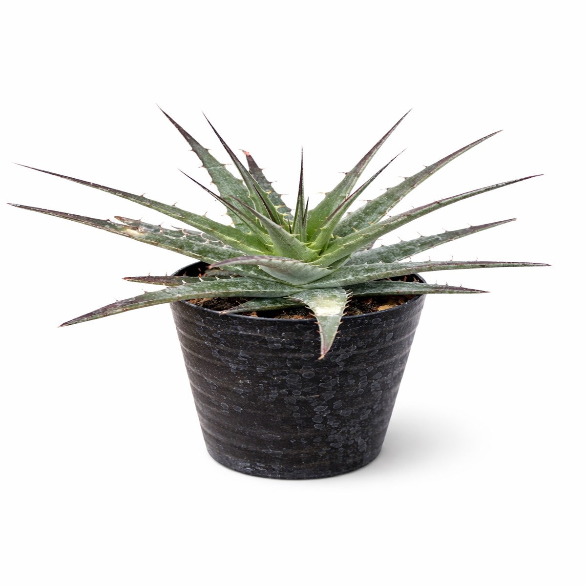 Puya medica (Cajamarca, Per) SEEDS
