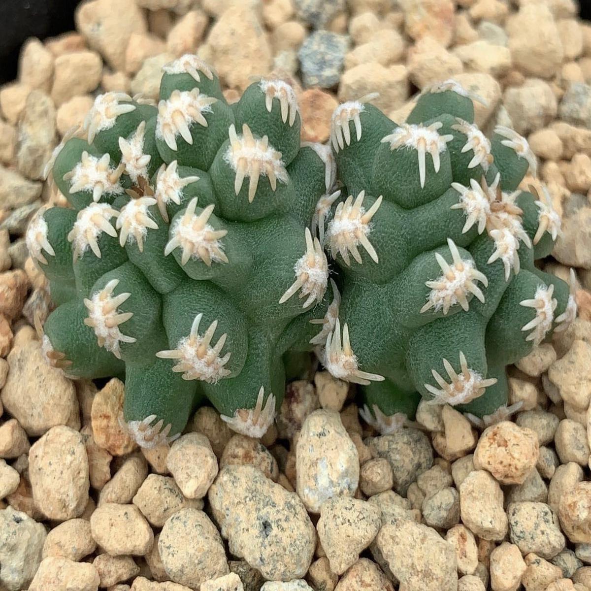 Pygmaeocereus bieblii SEEDS - 10000 Seeds