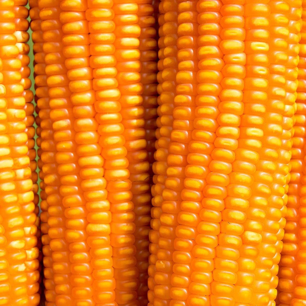 Reids Yellow Dent Corn (Zea mays)