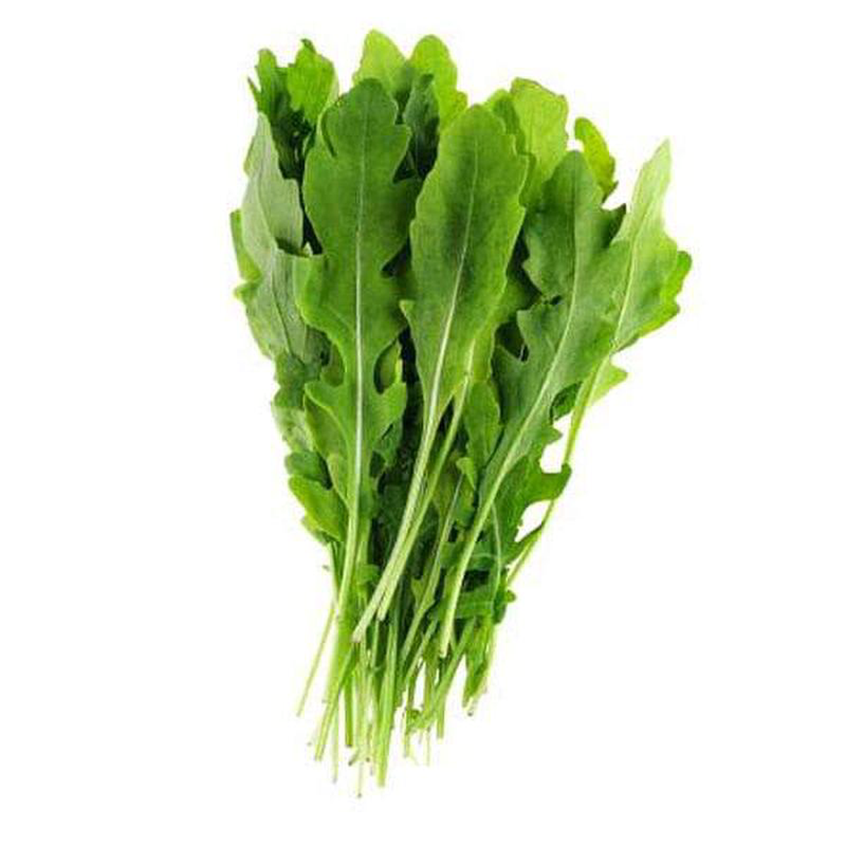 Rocket Arugula Wild Cut 8211 Herb Seeds