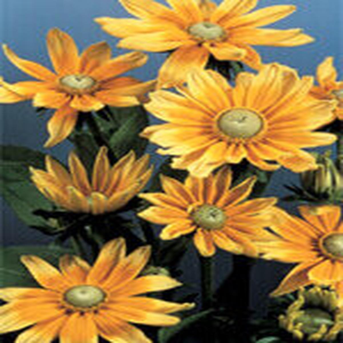 Rudbeckia Prairie Sun - Ontario Seed Company