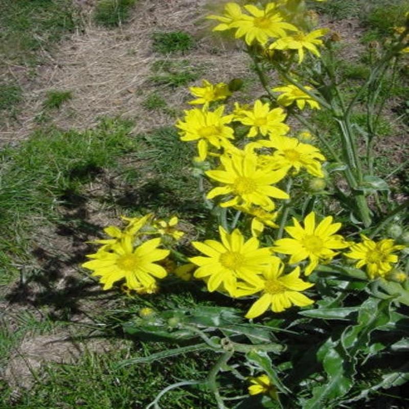 Senecio Macrospermus - Indigenous South African Perrenial Shrub - 5 Seeds
