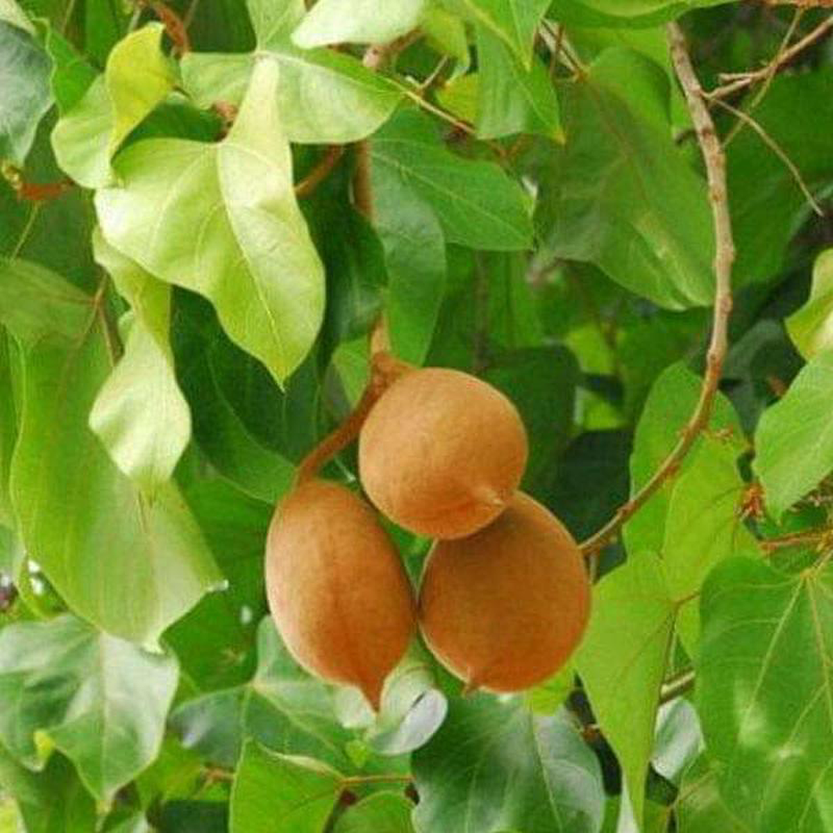 Sterculia Alata Buddha Coconut 8211 05 kg Seeds