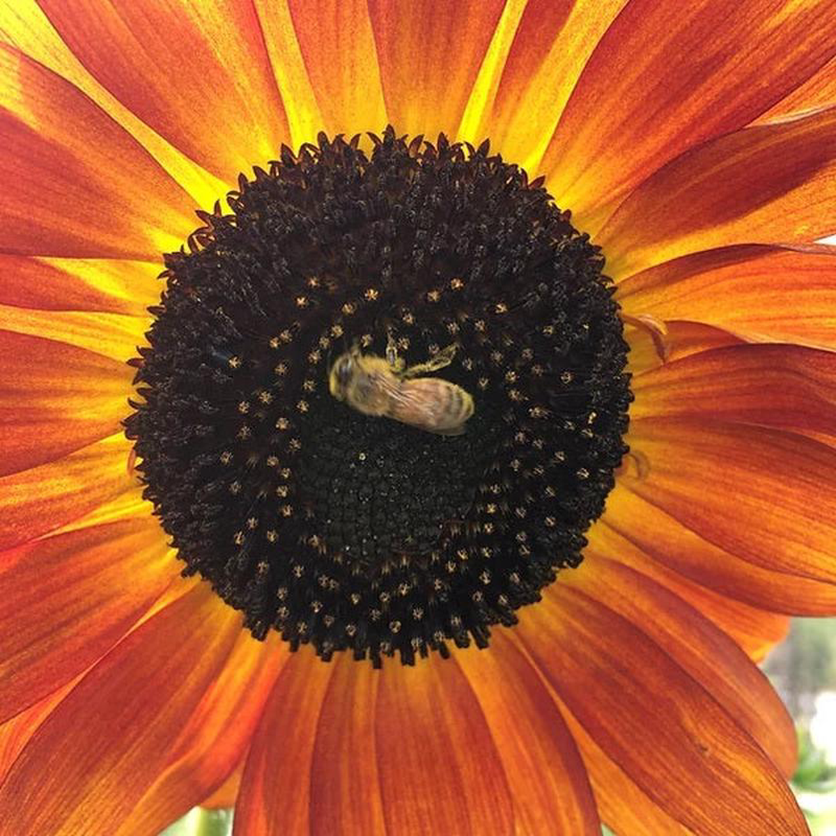 Sunflower Velvet Queen 8211 Saanich Organics
