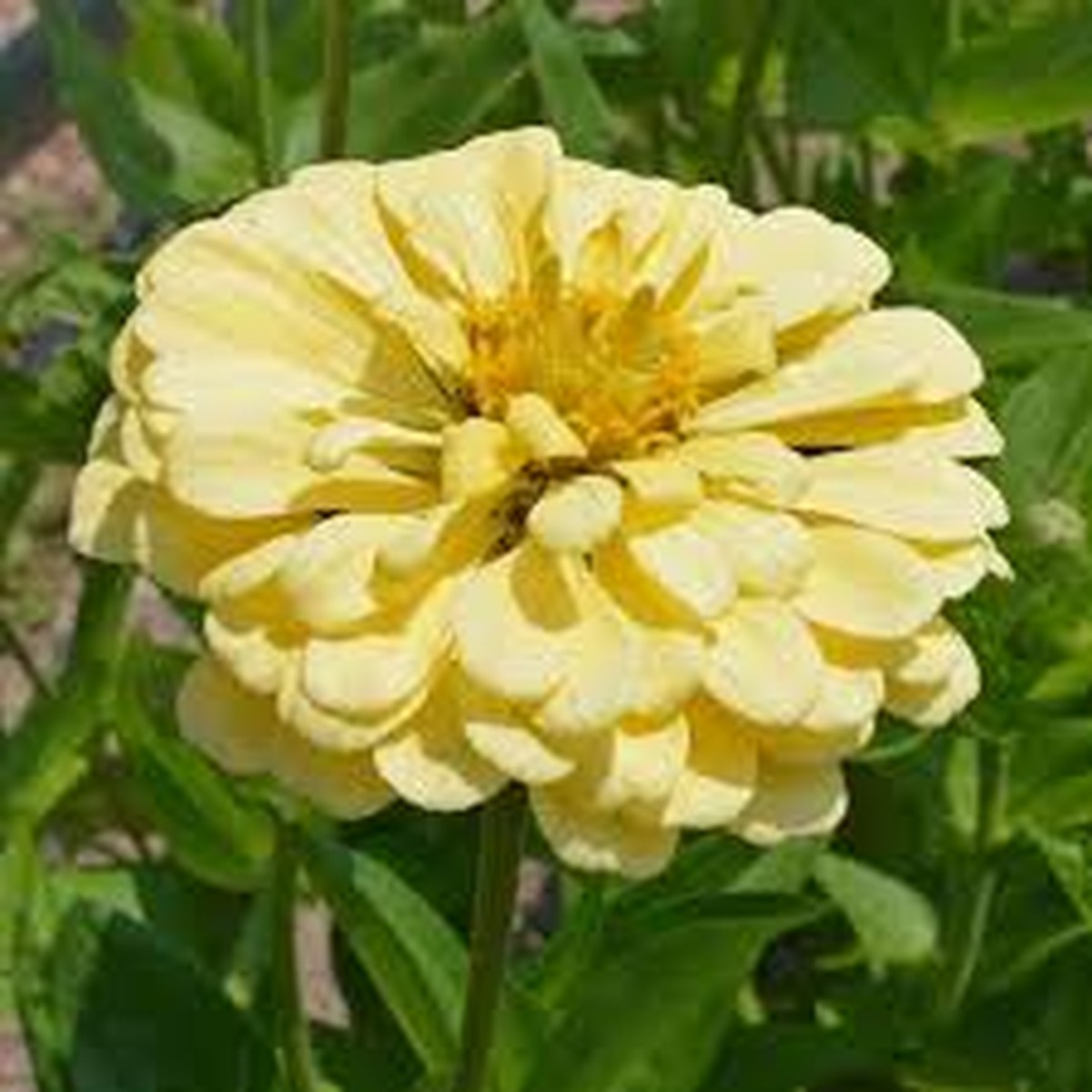 100+ Isabellina Phlox Seeds Soft Butter-Yellow Blooms for Garden Planting, Compact Annual for Borders & Pollinators USA