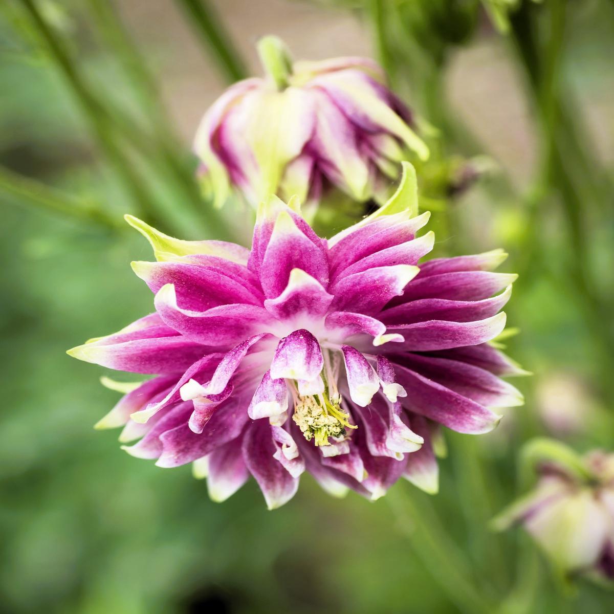 25 NORA BARLOW Pink COLUMBINE Aquilegia Caerulea Flower Seeds