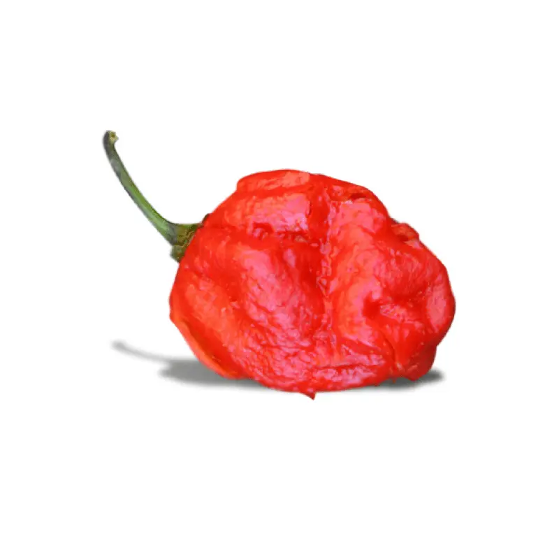 7 Pot Barrackpore Pepper Seeds