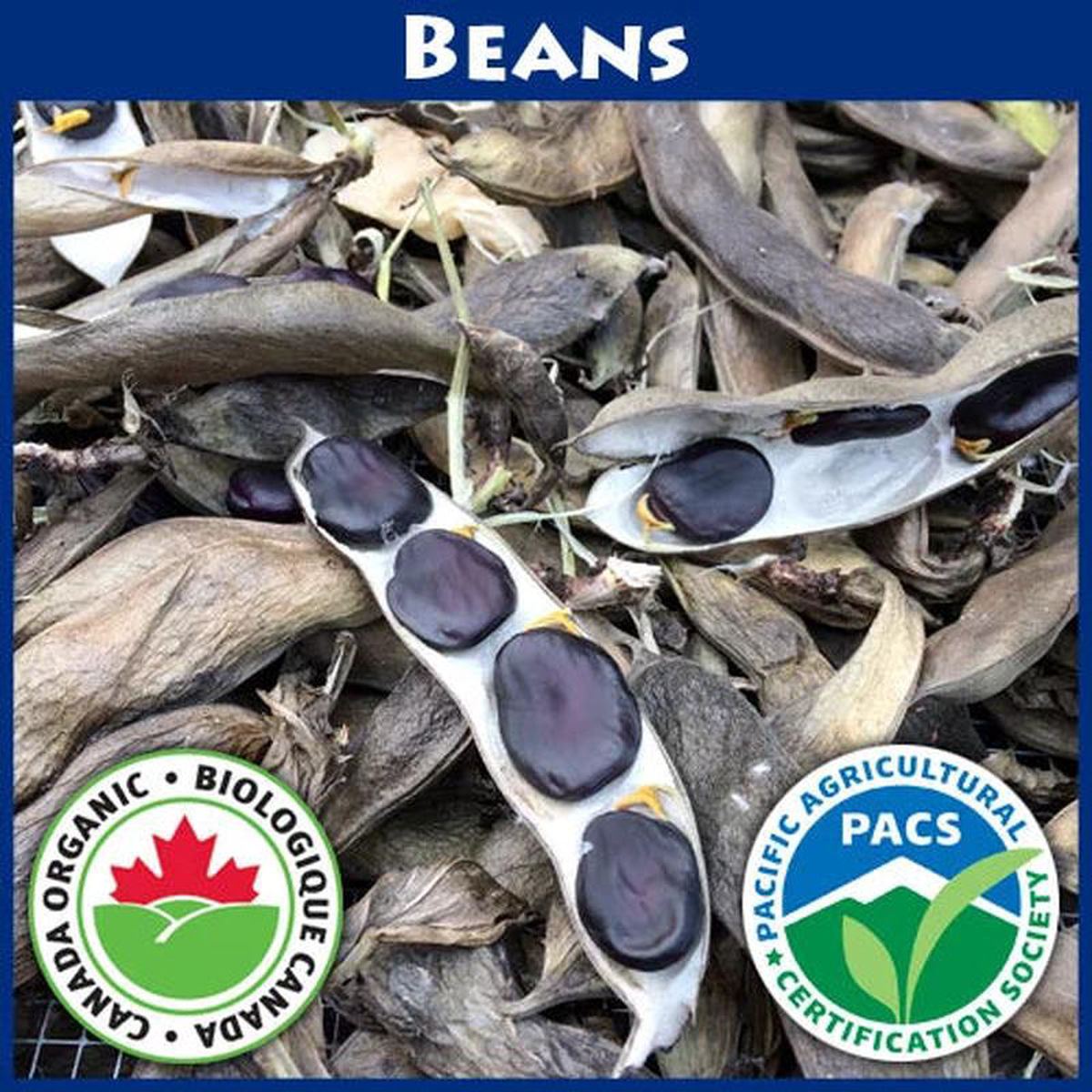 Beans Fava Purple 8211 Good Earth Farms