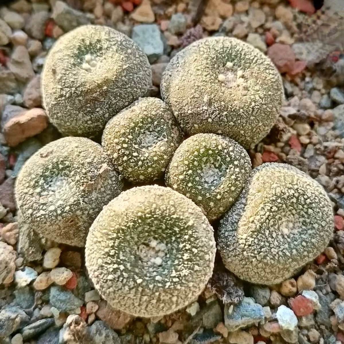 Blossfeldia fechseri SEEDS