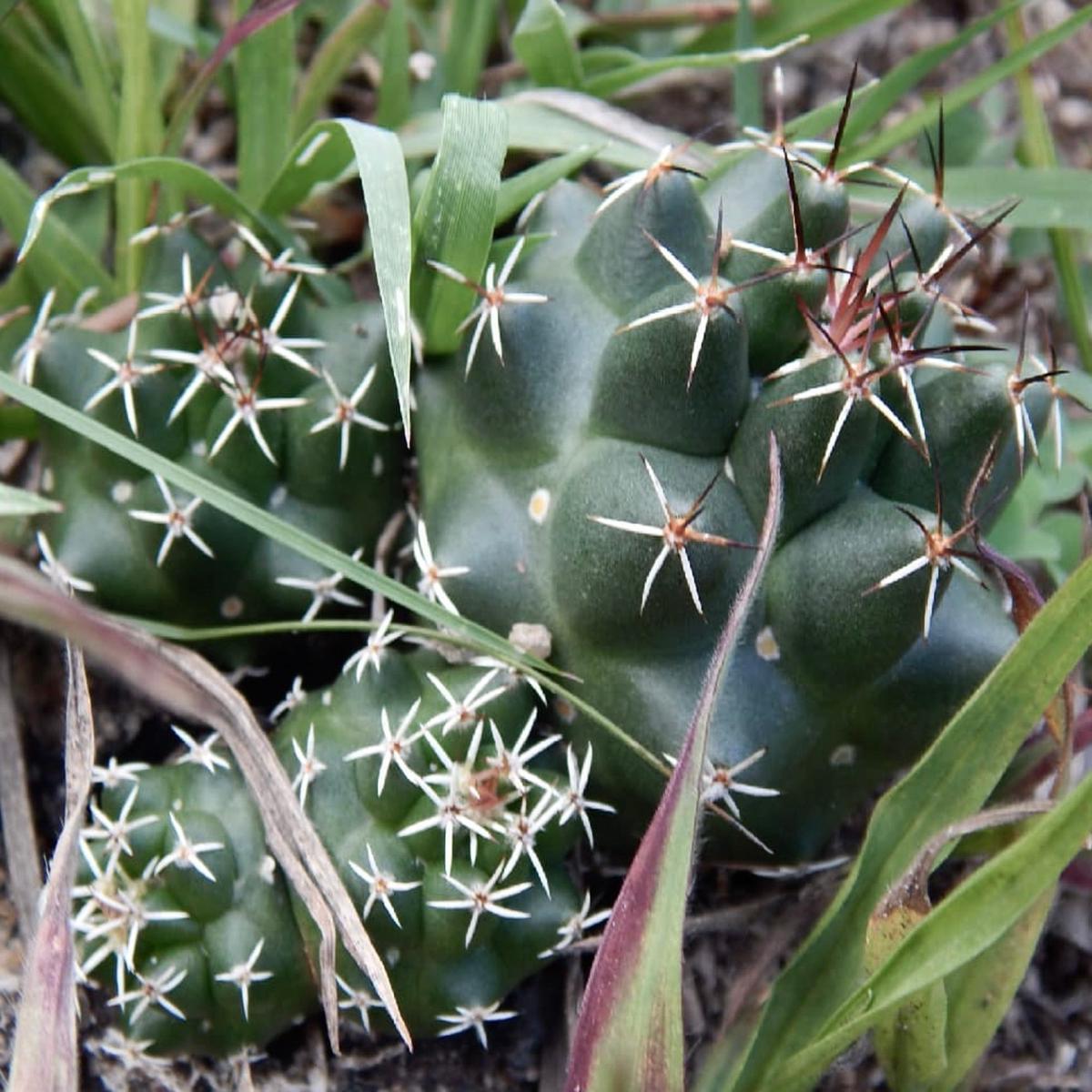 Coryphantha georgii SEEDS
