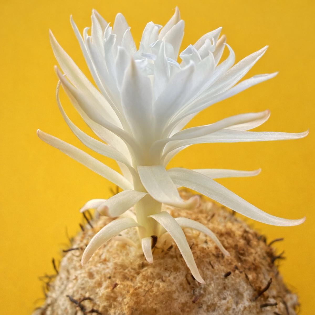 Discocactus spinosior SEEDS