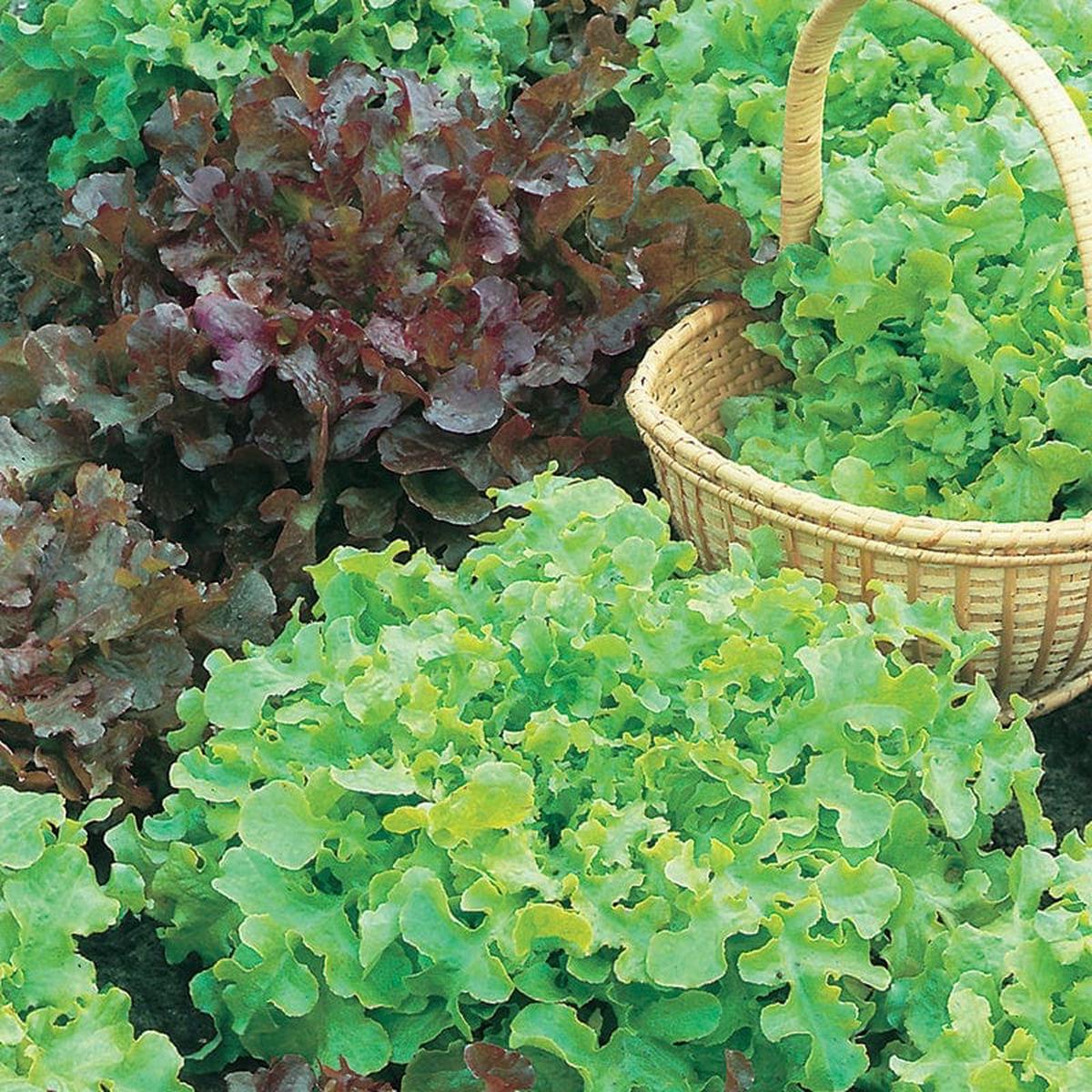 Lettuce Salad Bowl Red & Green - Mr. Fothergill's Seeds
