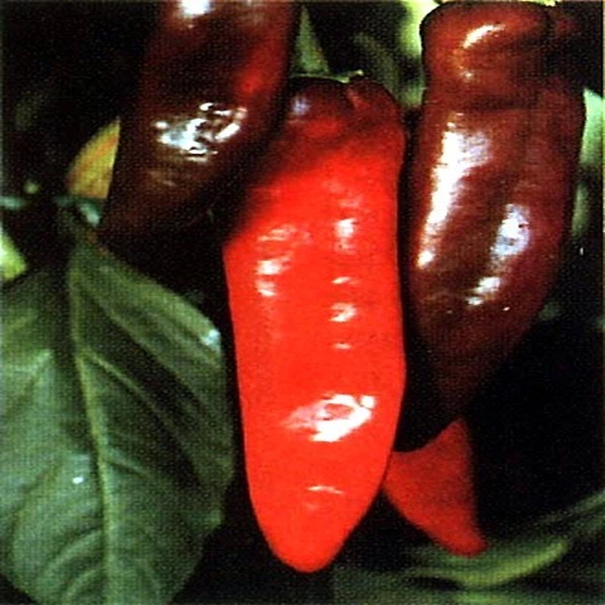 NuMex Big Jim Chili Pepper 30 Seeds - 12 Inches Long!