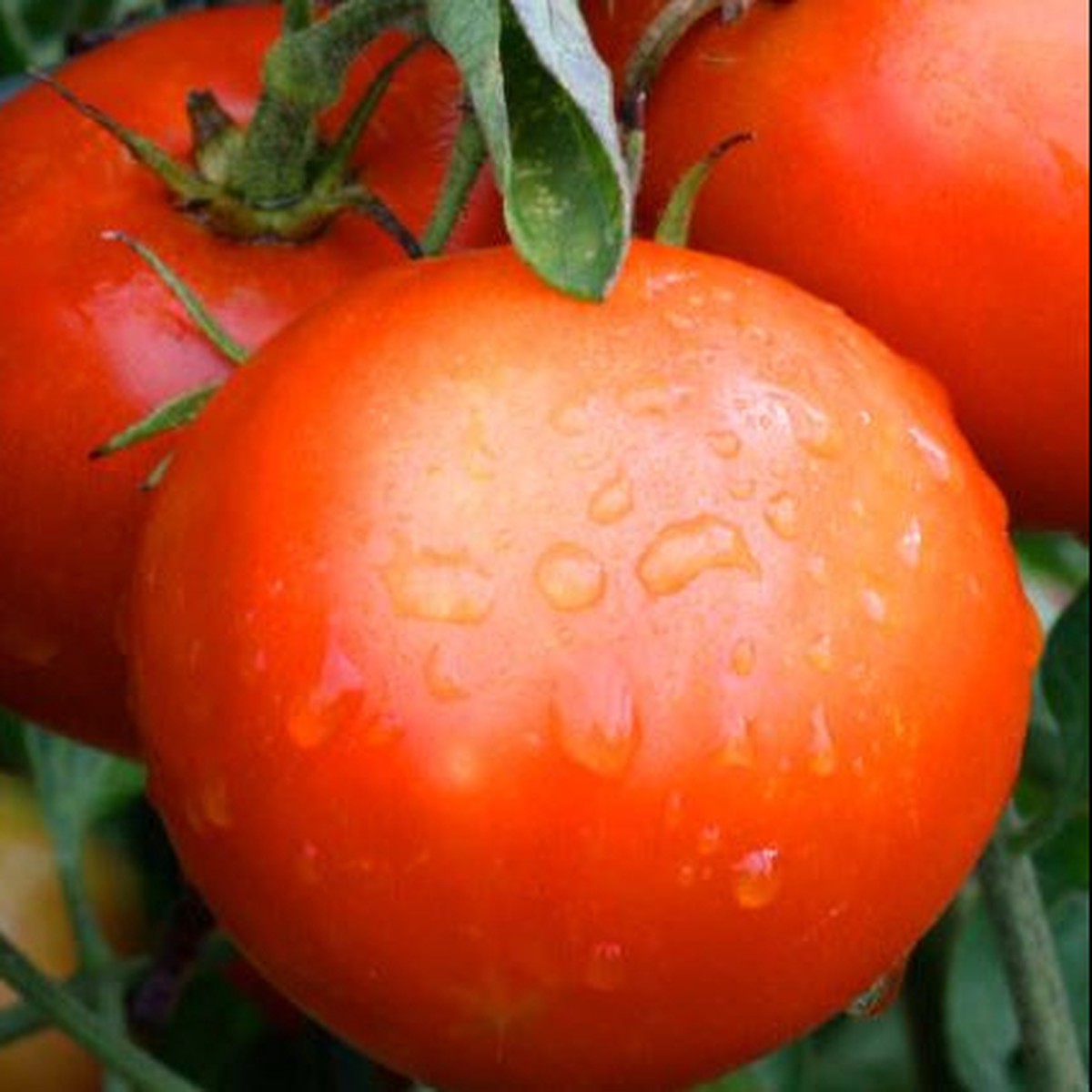 Organic 'Quinte' Tomato