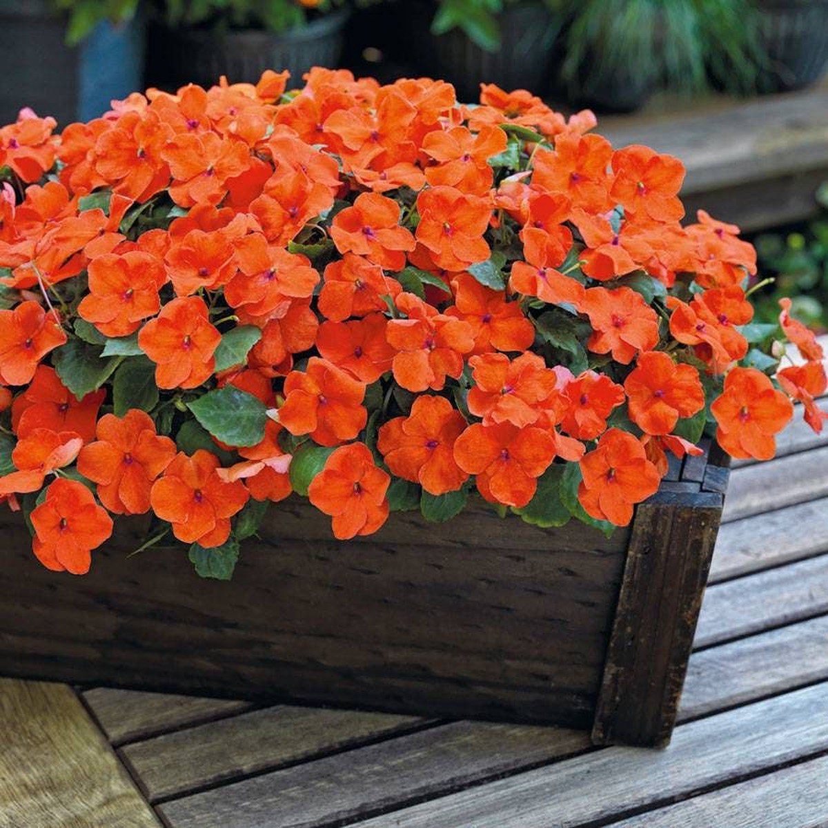Park Seed Shady Lady II Orange Hybrid Impatiens Seeds