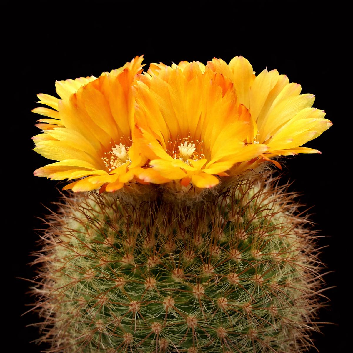 Parodia microsperma SEEDS