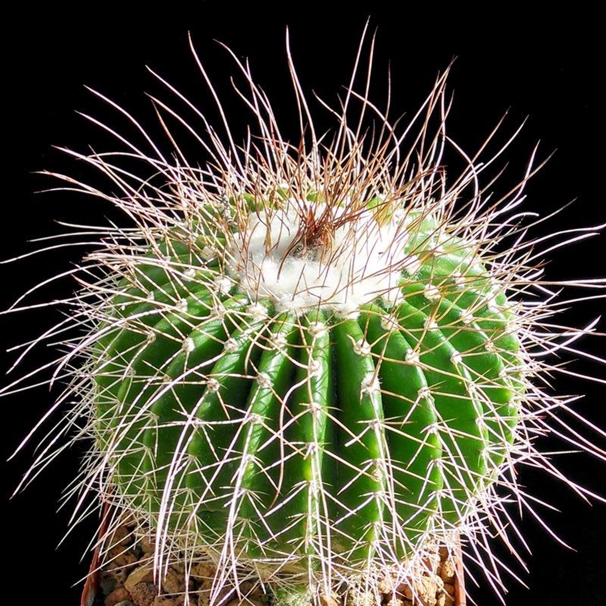 Parodia nigrispina SEEDS