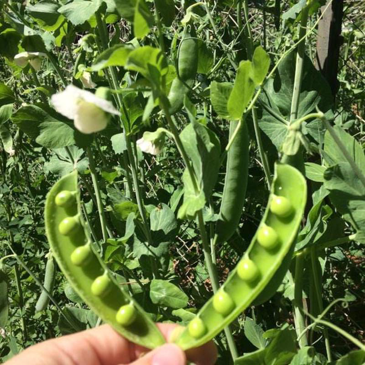Pea Champion of England 8211 Good Earth Farms