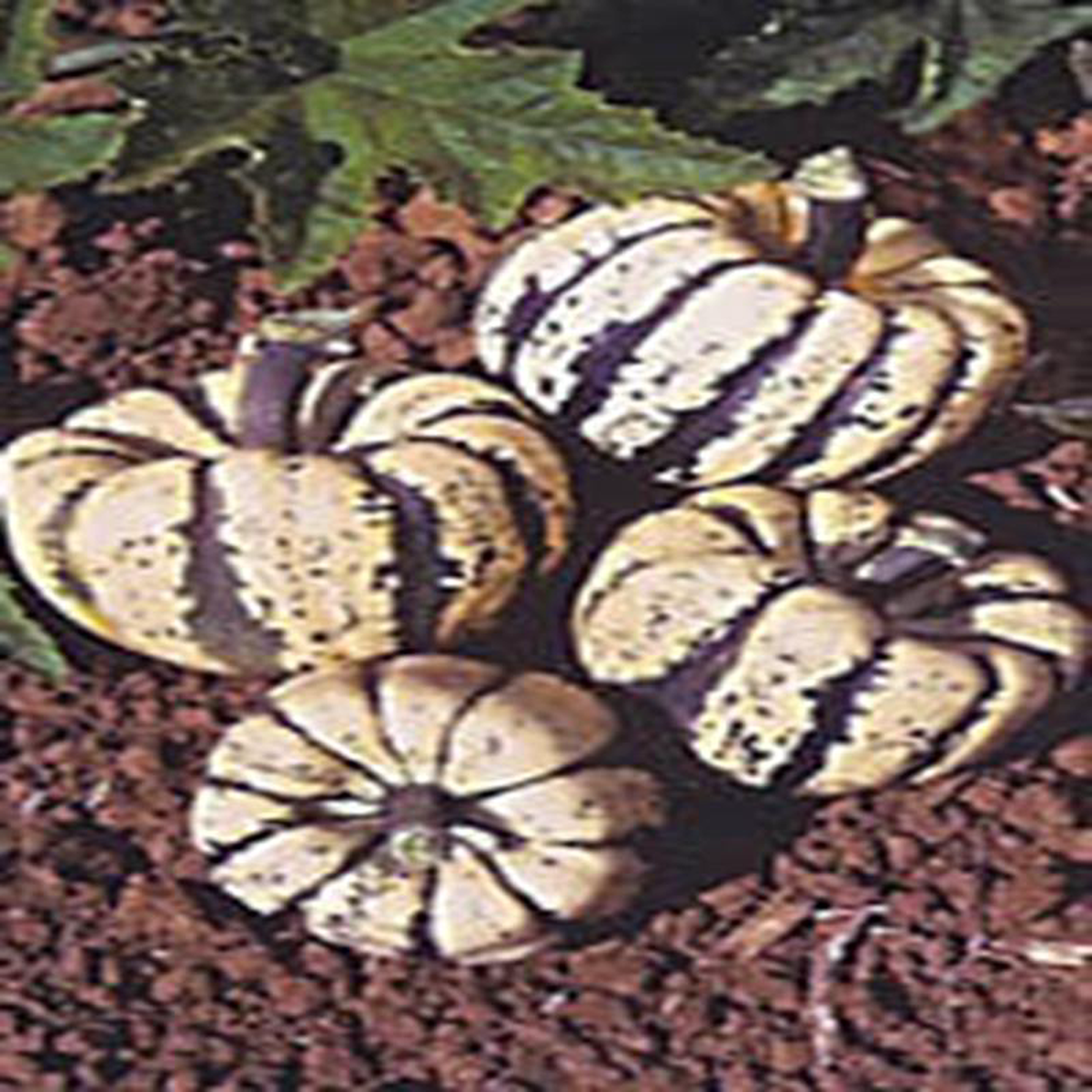 Squash Sweet Dumpling 8211 Ontario Seed Company
