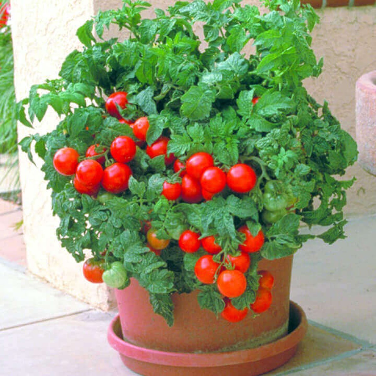 Tomato 'Patio'