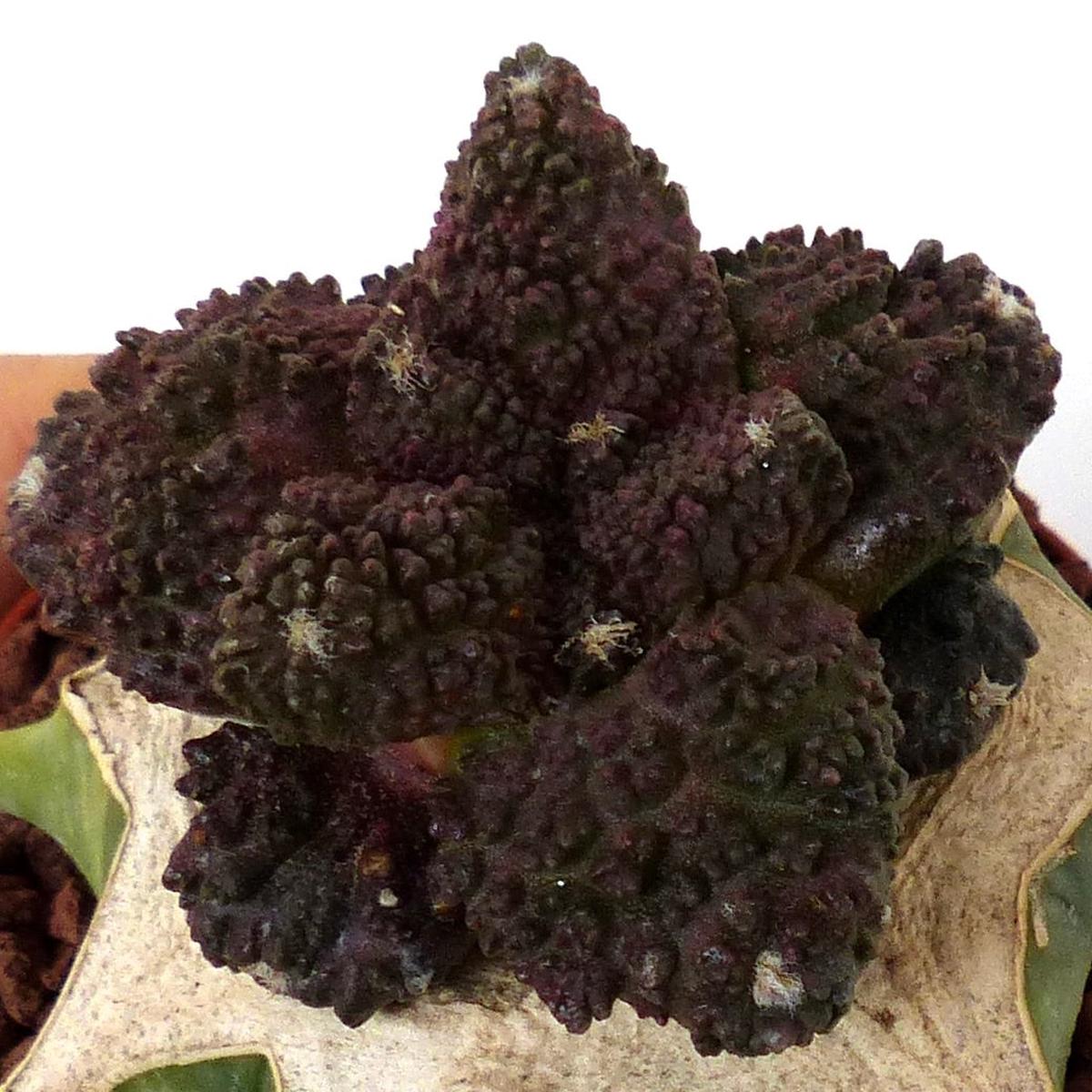 Ariocarpus cv DARK GODZILLA SEEDS