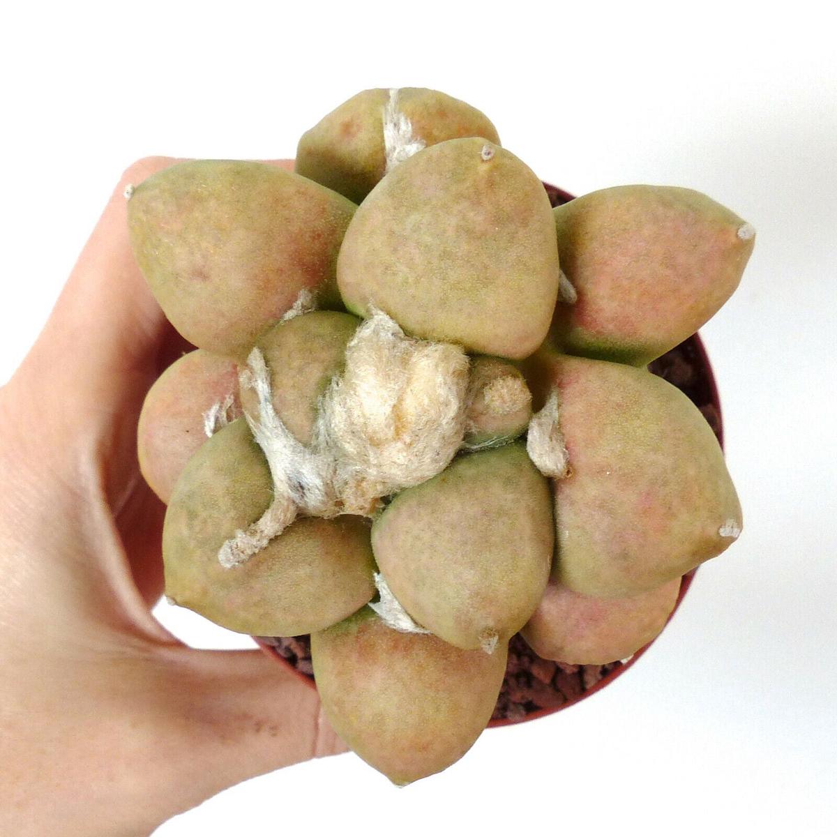 Ariocarpus lloydii cultivar "TUHAMI GRAY" SEEDS