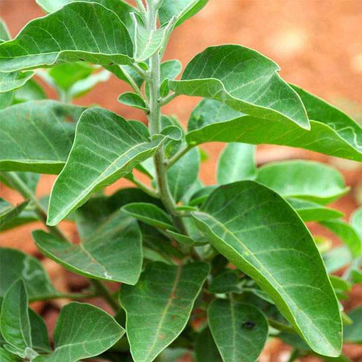 Ashwagandha India Ginseng - Herb Seeds - Default Title