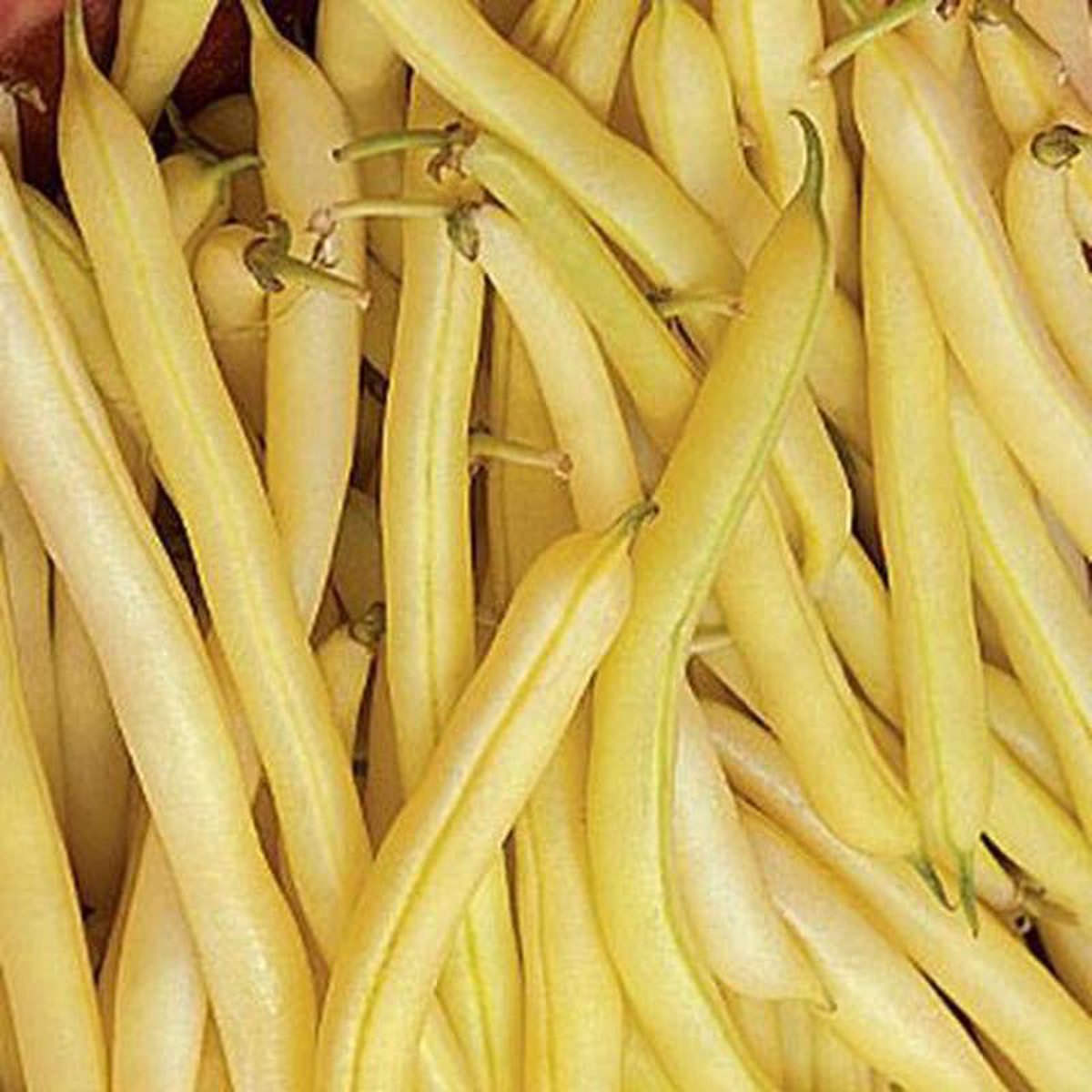 Bean Golden Wax Improved 8211 Burpee Seeds
