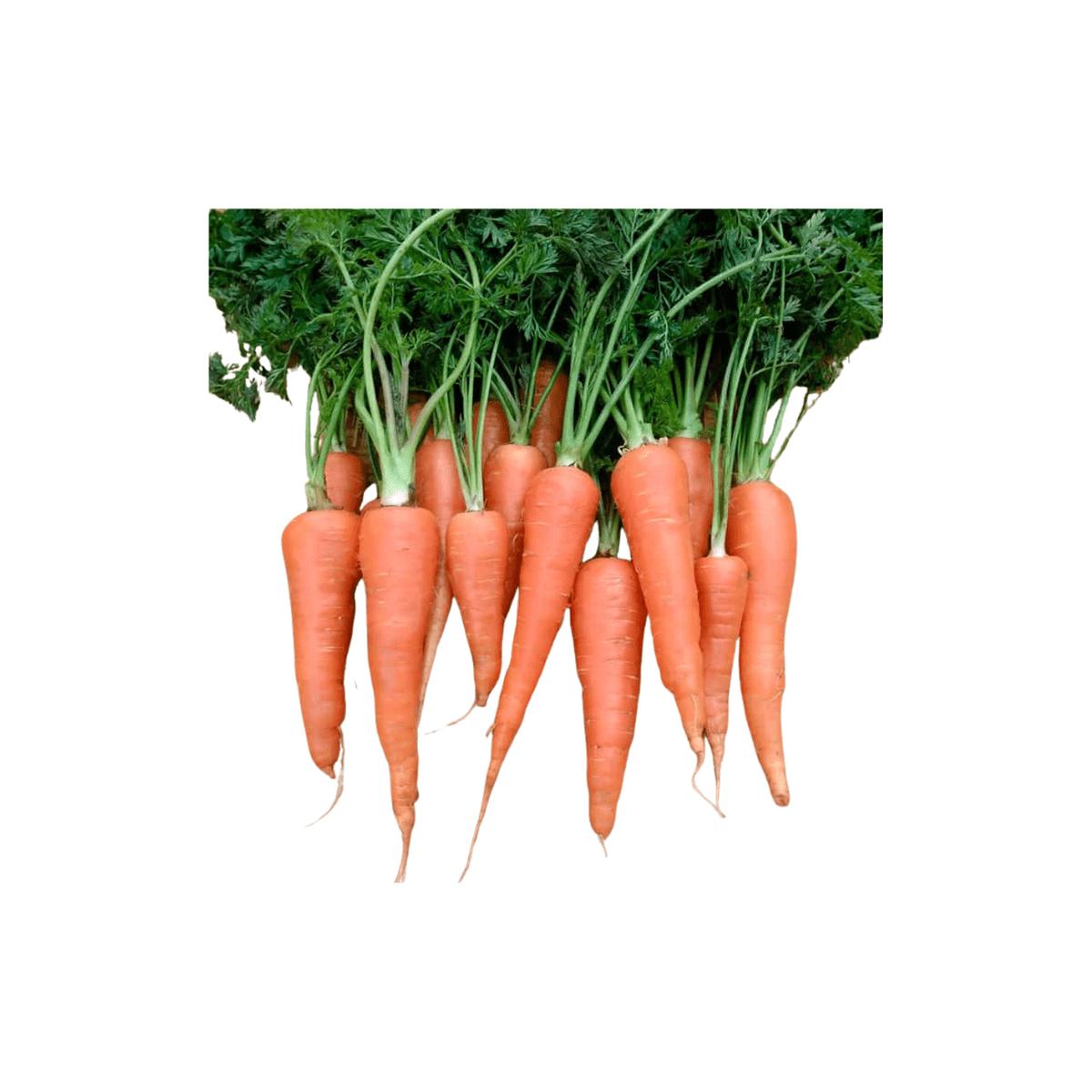 Carrots Dancers Half Long Seeds | OSC Seeds