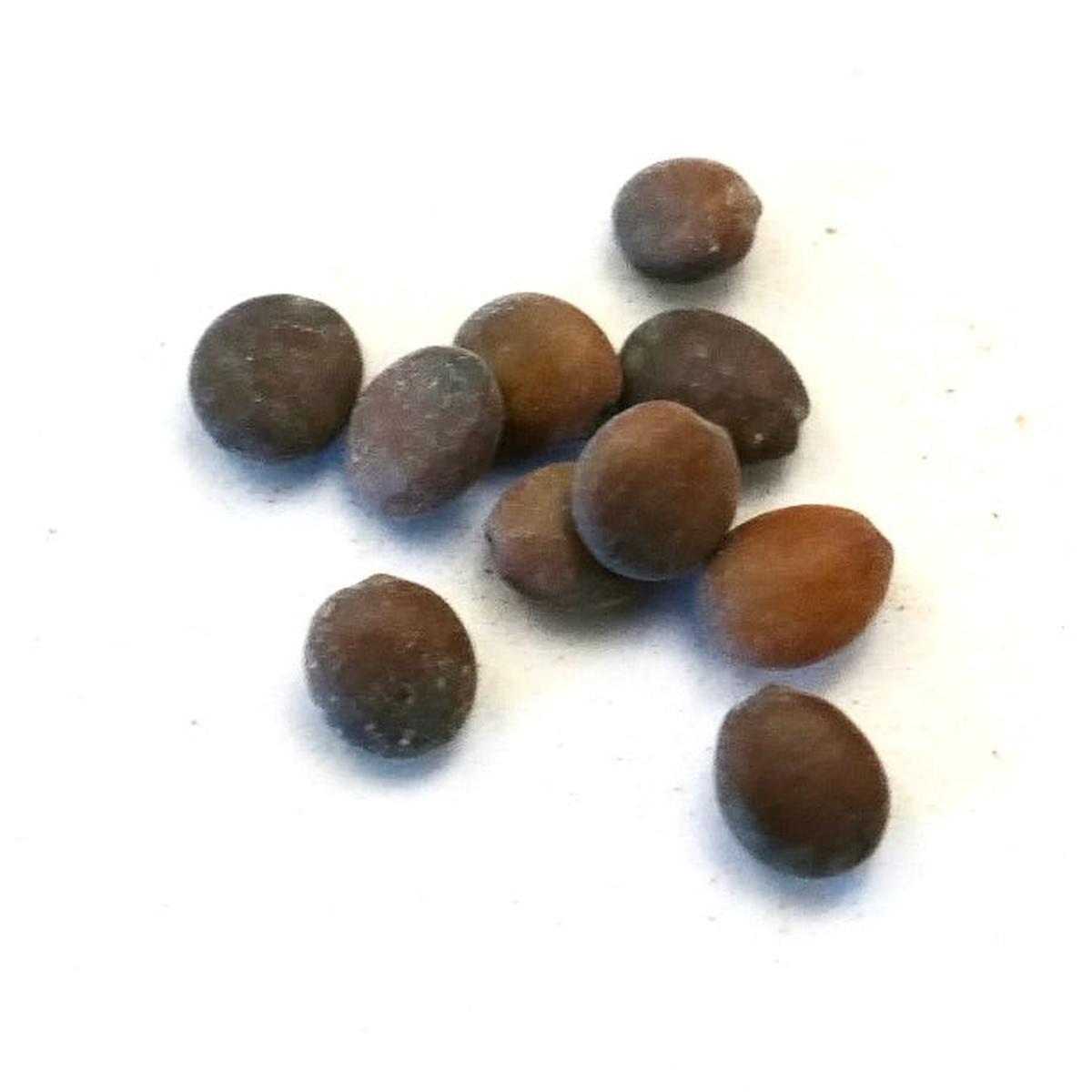 Cercis canadensis SEEDS - 10 Seeds