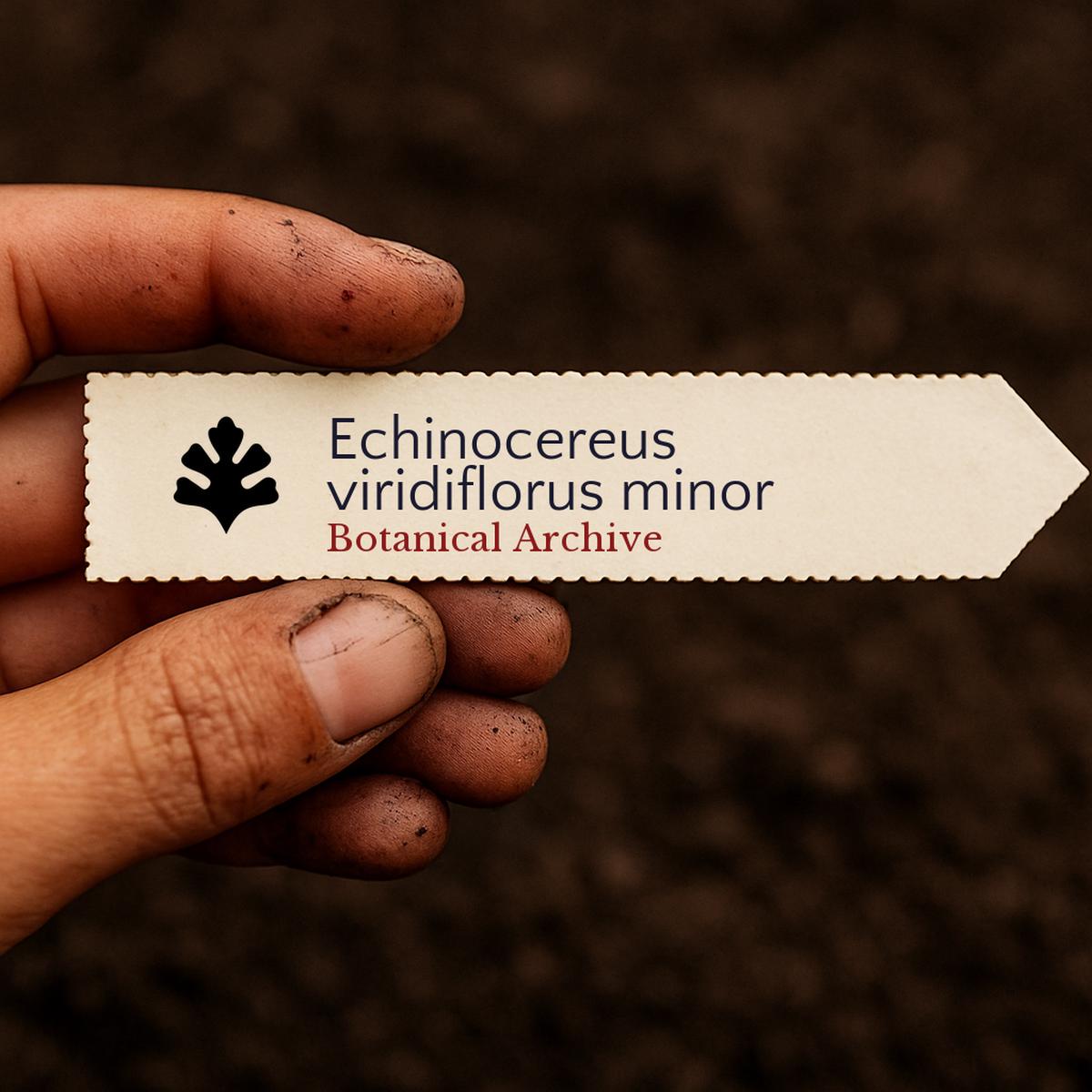 Echinocereus viridiflorus minor SEEDS
