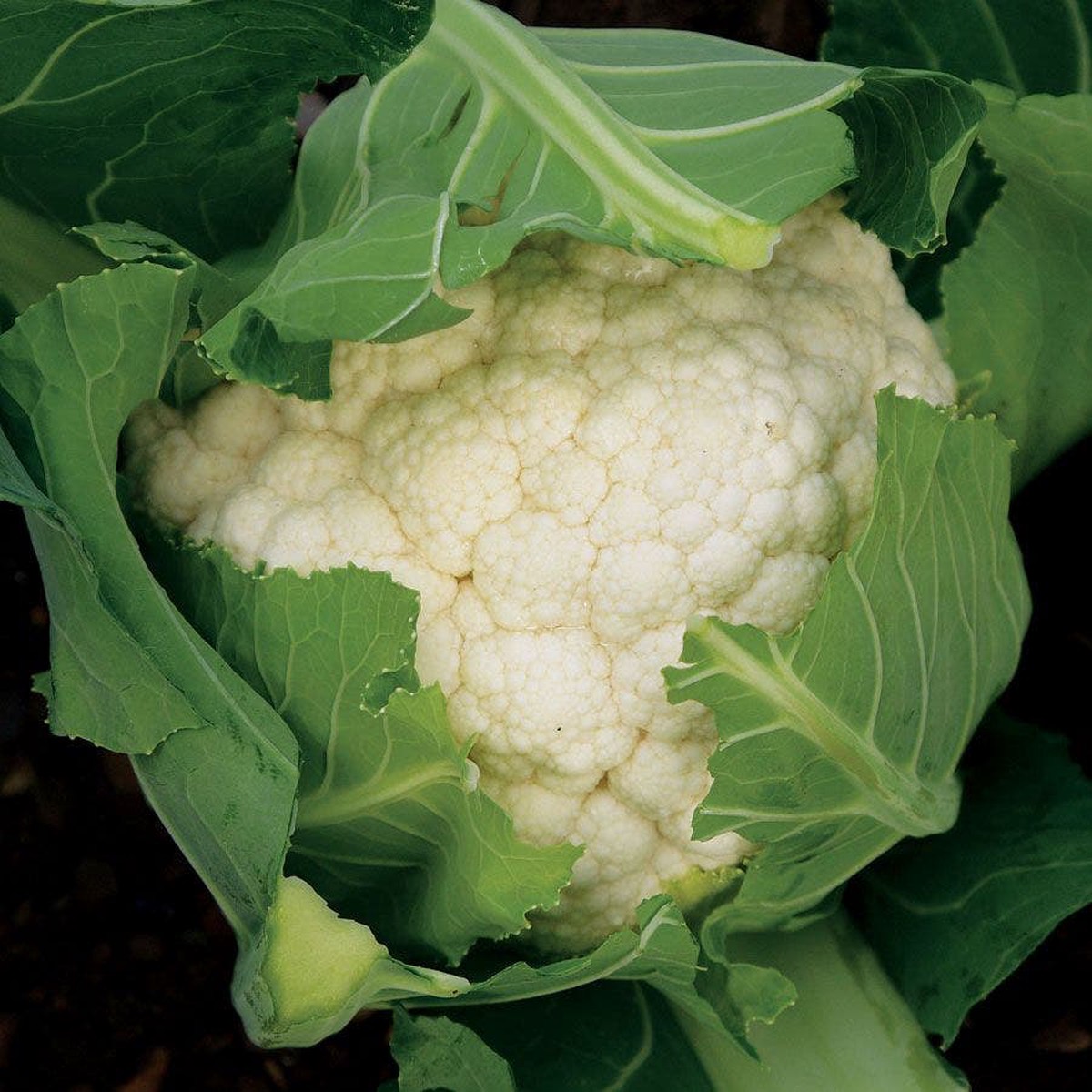 Freedom Hybrid Cauliflower Seeds
