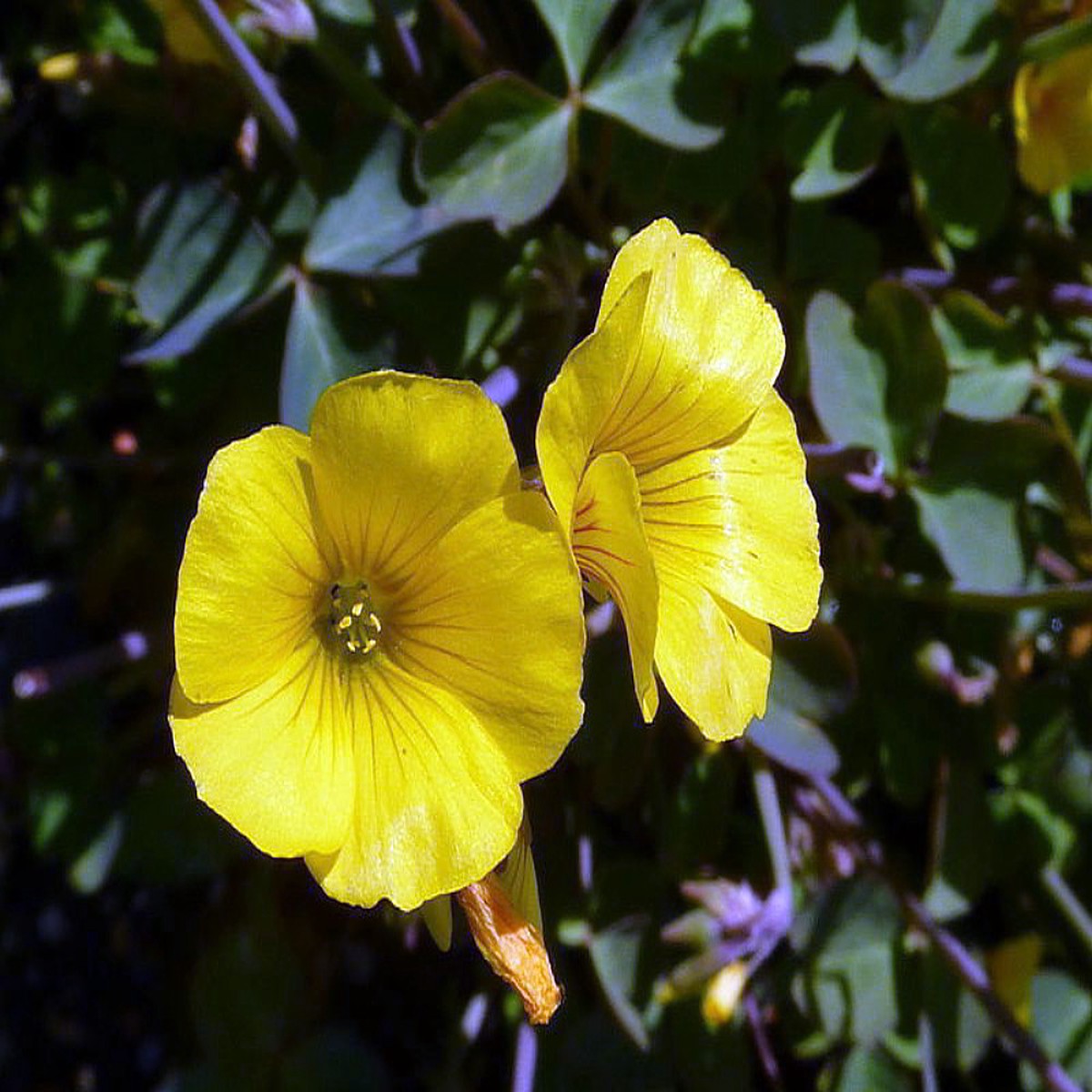 Lucky Gold Shamrock 50 Seeds -Oxalis valdiviensis- RARE