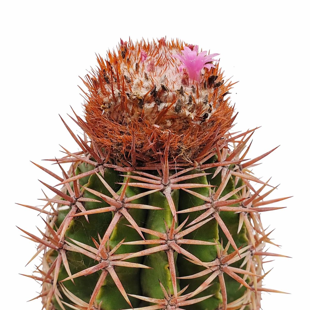 Melocactus hispaniolicus SEEDS