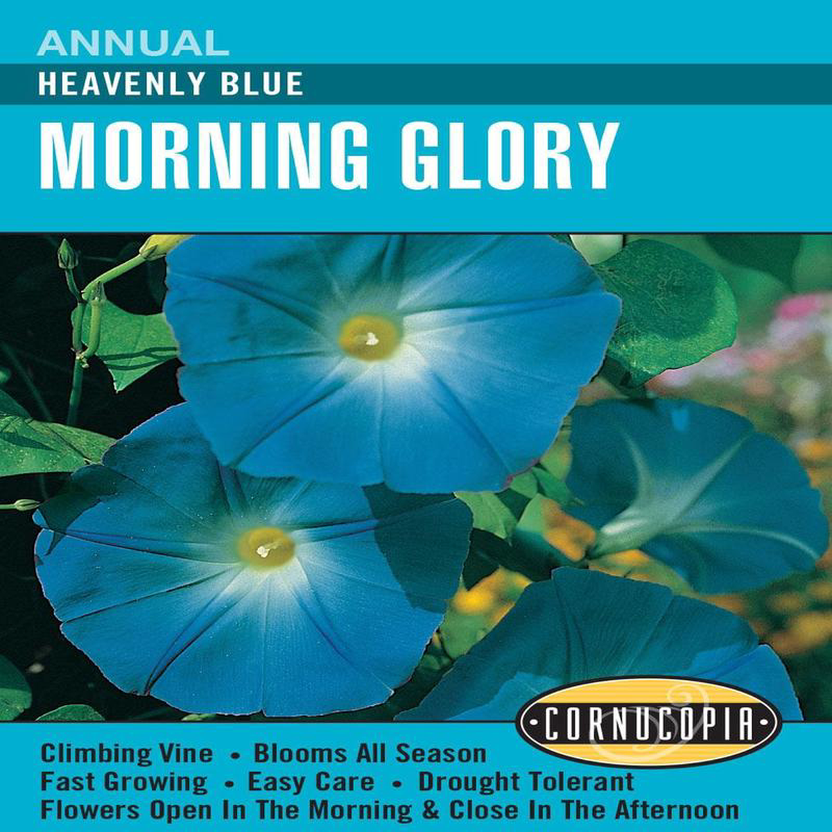 Morning Glory Heavenly Blue 8211 Cornucopia Seeds