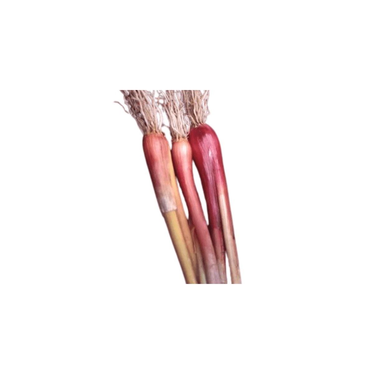 Onion Welsh Bunching Seeds (Aimers International) | OSC Seeds